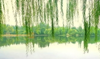 柳樹(shù),詩(shī)句,贊美