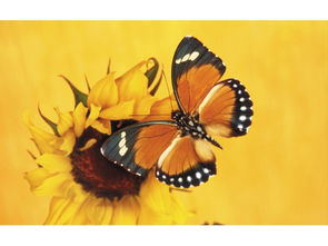 關(guān)于花與蝴蝶詩(shī)句