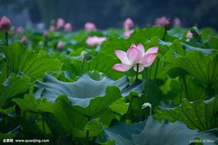 描寫春天的荷花的詩句古詩大全