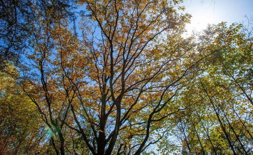 關(guān)于秋風(fēng)暖暖的陽(yáng)光的詩(shī)句