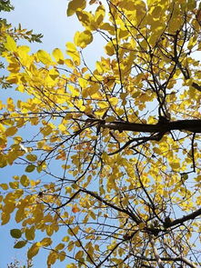 關(guān)于秋葉悲傷的詩句