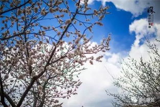 古詩,詩句,描寫,小學(xué)生