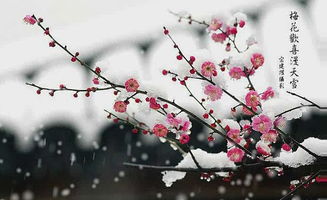 關(guān)于梅花的詩句古詩詞名言警句