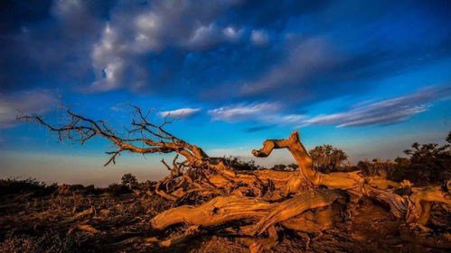 描寫胡楊林的古詩,詠胡楊林的古詩,寫胡楊林的古詩