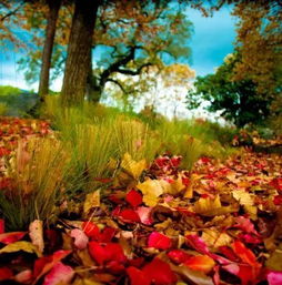 落葉滿地古詩句