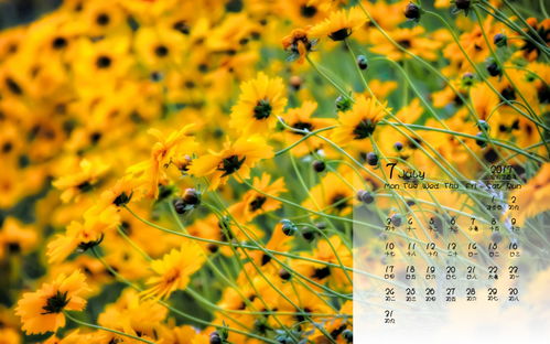 描寫(xiě)小黃花的古詩(shī)句