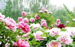 關(guān)于贊牡丹的詩句