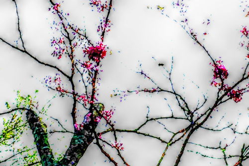 連續(xù)兩句有關(guān)花的古詩句