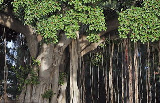 贊美榕樹的詩(shī)句古詩(shī)大全