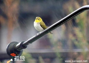 雨天孤獨的詩句有哪些,表達孤獨的詩句有哪些,孤獨無奈的詩句有哪些