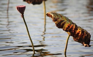 關于冬天的愛情詩句