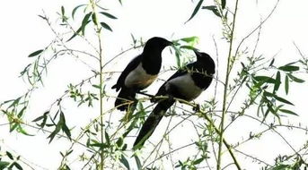 春天的詩句古詩詞,春天奮斗的詩句古詩詞,關(guān)于春天花朵的詩句