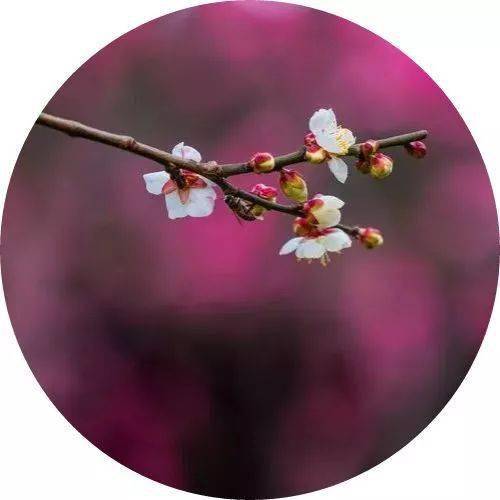 芳菲盡一一古詩(shī)中詩(shī)句