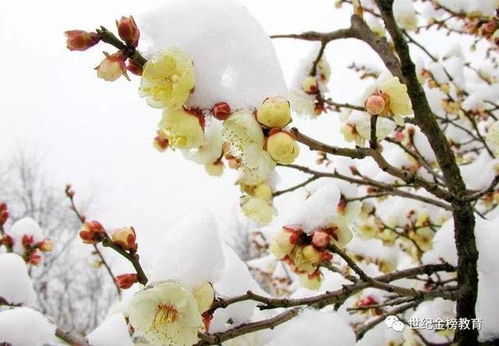 關(guān)于寒梅的詩(shī)句古詩(shī)