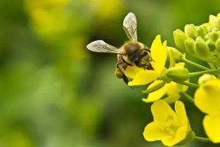 古詩,詩句,蜜蜂