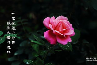 關(guān)于描寫月季花的詩句