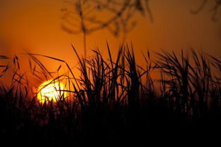 關(guān)于早上曬太陽的詩句