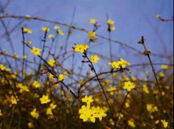 的花,詩句,有哪些,于春