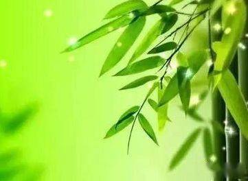 關于竹子的詩句好詞