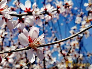 關于南陌的詩句