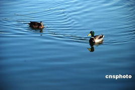 初春野鴨戲水古詩(shī)句