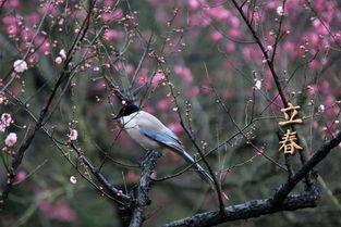 關(guān)于立春積極的詩句