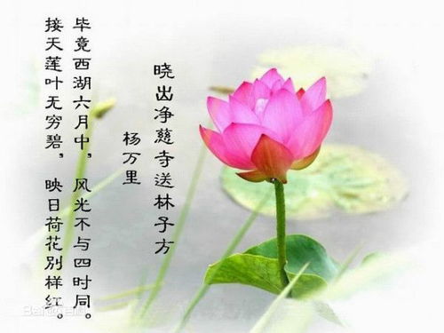 兩句關(guān)于荷花的詞語詩句
