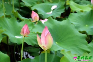 西湖荷花詩(shī)句古詩(shī)大全