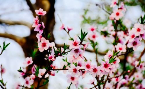 竹子,古詩,詩句,贊美