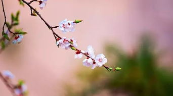 立春,詩句,桃花