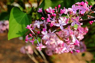 陸龜蒙的丁香古詩怎么讀,丁香古詩陸龜蒙,丁香唐陸龜蒙古詩