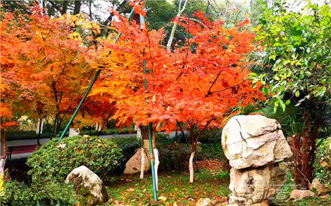 楓林,詩(shī)句,描寫