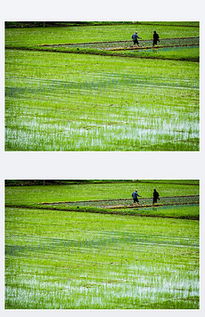 關(guān)于春天農(nóng)民播種的詩(shī)句