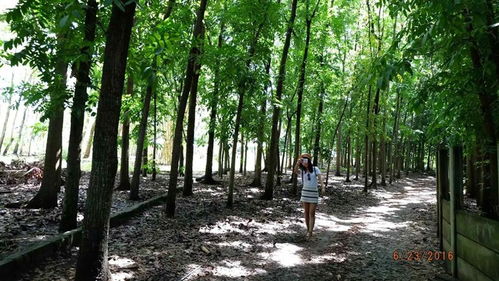 關(guān)于傍晚小樹林的詩句