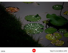 關(guān)于雨的詩句大珠小珠