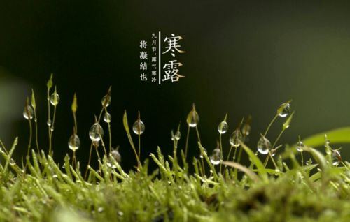 關(guān)于露的情詩句