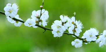 古詩(shī),詩(shī)句,燕子,春天