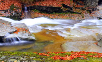 含楓葉詩句古詩詞