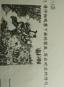 關于菜花的詩句古詩詞