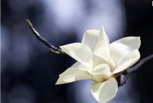 寫白玉蘭古詩(shī)句