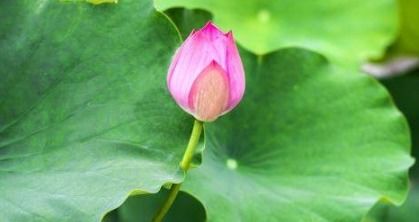 楊萬里古詩菊花詩句