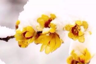 關(guān)于臘梅精神的詩(shī)句