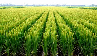 關(guān)于桃水稻的詩(shī)句