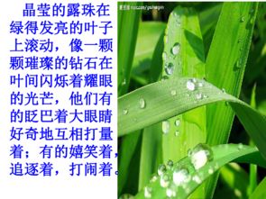 寫景的開(kāi)頭初中作文