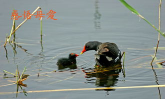 600字關(guān)于母親感動作文開頭
