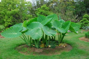 植物園的作文開頭