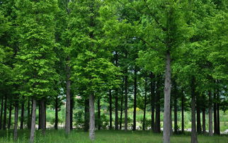 林業(yè)方面建議(給林業(yè)局的環(huán)保建議書)