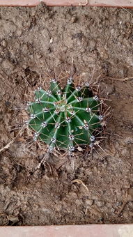 寫一篇作文贊美家鄉(xiāng)的景色的作文開頭