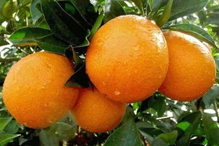 描寫贛南臍橙的作文開頭