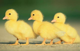 關(guān)于鴨群的作文(鴨群的作文)